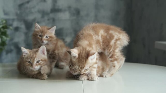 Kurilian Bobtail kittens relaxing and interacting indoors under soft natural light. The fluffy red and white pedigree cats display playful curiosity, gentle, and expressive faces while 
