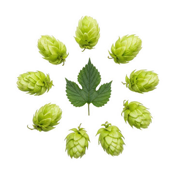 Green hops arranged in circular pattern