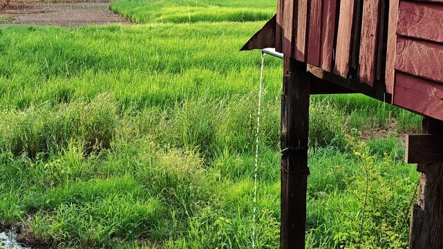 Slow motion shot of rain drop on green rice field.