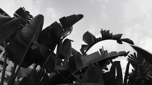 monochrome  tropical banana leaves silhouetted against a cloudy sky, with urban architecture in the background. Dramatic low-angle composition and textured foliage create a moody natural atmosphere.