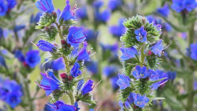 Close-up view of blue flowering plants in natural setting