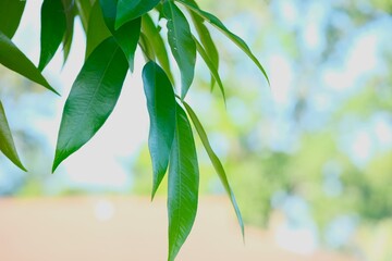 Green leaves on sunny day. Ideal for design, wallpaper and nature background. Daun © Rezmita