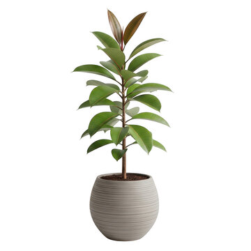 A tall rubber plant with dark green leaves and a small new sprout, potted in a textured light gray ceramic planter on a white background isolated on a transparent background