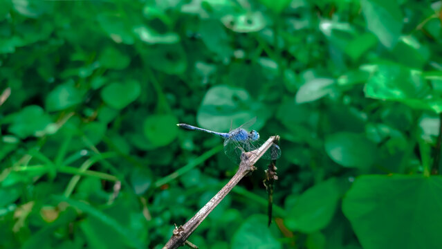 blue dragonfly on a stick.