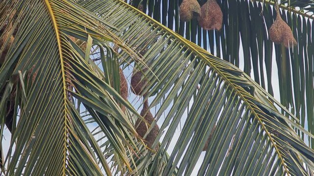 Bird nests on coconut tree.