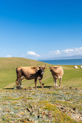 Fototapeta premium Cow standing in paddock of Song Kul lake in Kyrgyzstan