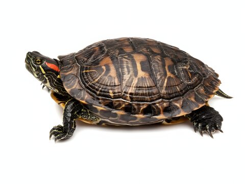 Close-up portrait of a detailed red-eared slider turtle with patterned shell on white background