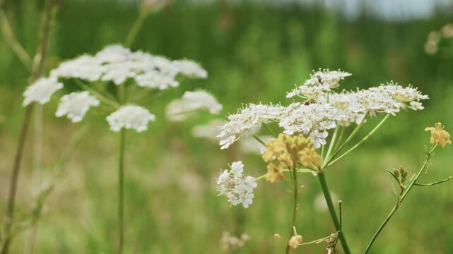 Floral field with white flower clusters on green stems