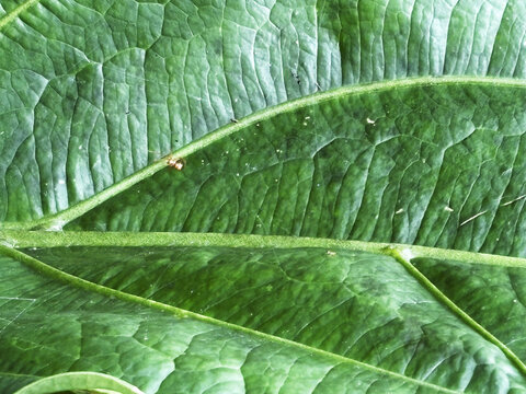 Macro Texture Background Showing Backbone of Exotic Rainforest Foliage.