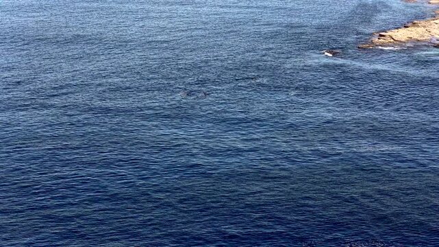 Aerial view of basking sharks at Muckross Head ,Donegal - Ireland