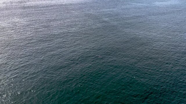 Aerial view of basking sharks at Muckross Head ,Donegal - Ireland