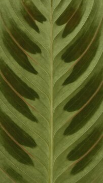 Tropical leaf pattern texture