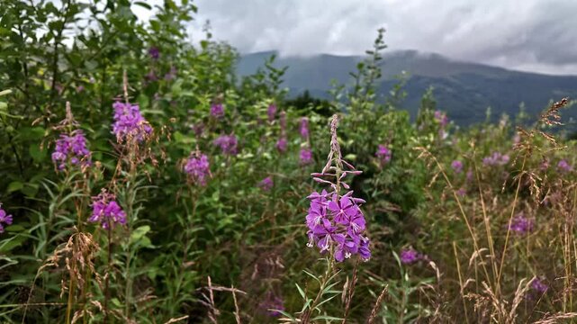 Close-up of pink fireweed willowherb blossom swaying gently in a green mountain meadow with cloudy mountains in the background. Fresh organic herbal tea botanical plant in wild nature landscape.