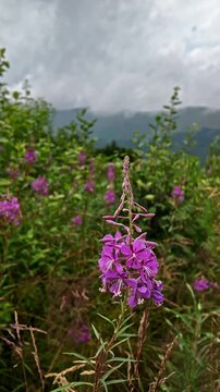 Close-up of pink fireweed willowherb blossom swaying gently in a green mountain meadow with cloudy mountains in the background. Fresh organic herbal tea botanical plant in wild nature landscape.