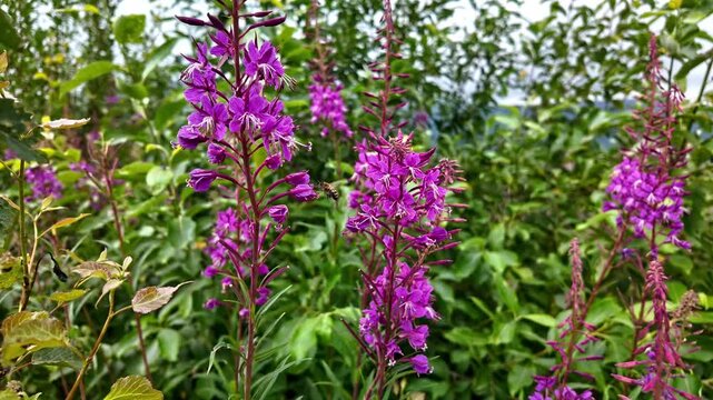 Close-up of pink fireweed willowherb blossom swaying gently in a green mountain meadow with cloudy mountains in the background. Fresh organic herbal tea botanical plant in wild nature landscape.