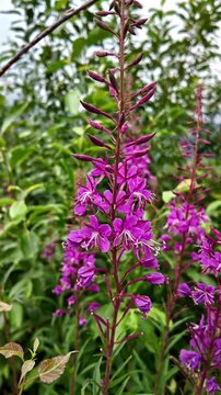 Close-up of pink fireweed willowherb blossom swaying gently in a green mountain meadow with cloudy mountains in the background. Fresh organic herbal tea botanical plant in wild nature landscape.