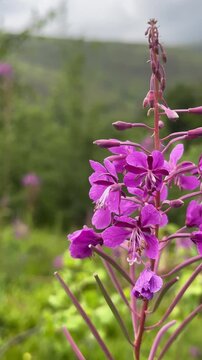 Close-up of pink fireweed willowherb blossom swaying gently in a green mountain meadow with cloudy mountains in the background. Fresh organic herbal tea botanical plant in wild nature landscape.