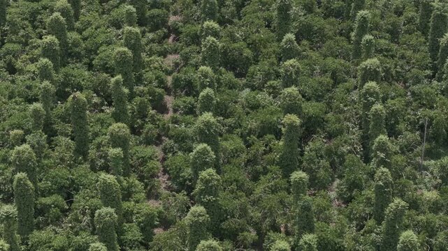 Aerial drone view of a lush pepper farm in Di Linh, Lam Dong, Vietnam. The farm utilizes intercropping, blending robust black pepper vines with shade-tolerant coffee plants for sustainable agriculture