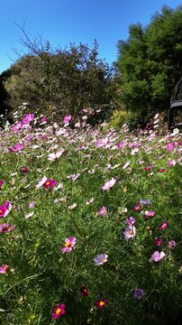 お花畑に咲く美しいコスモス