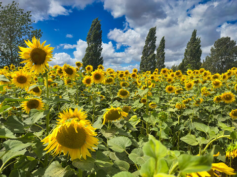 Bright Yellow Sunflowers Blooming in a Field Under Blue Sky with Clouds