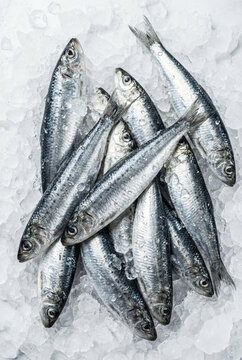 Close up overhead view of multiple fresh raw silver sardines piled together on clean sparkling crushed ice. Healthy chilled marine ocean seafood catch ready for local market display.