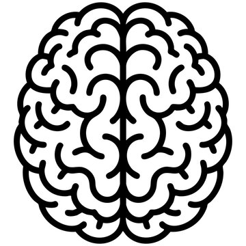 Human Brain Anatomy Illustration With Detailed Folds And Symmetrical Structure Isolated on a Transparent or White Background
