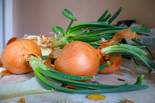 Golden-brown onion bulbs contrast with bright green stalks. Soft domestic pattern adds homely warmth, highlighting simple kitchen abundance and natural produce