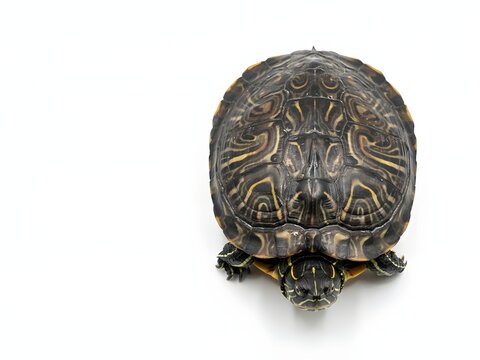 Close-up portrait of intricate patterned turtle shell on white background for wildlife design projects