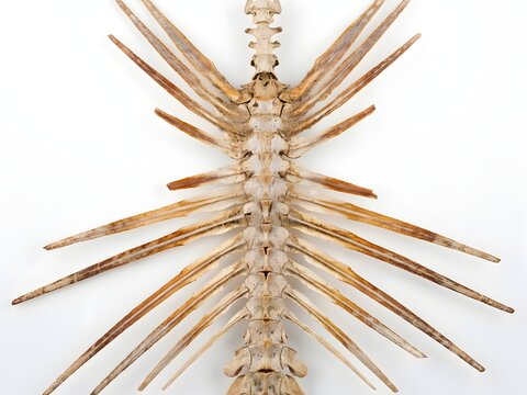 Detailed brown insect skeleton isolated on white background for scientific study and design