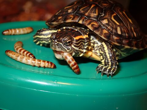 Close-up of endangered diamondback terrapin turtle resting on vibrant turquoise surface