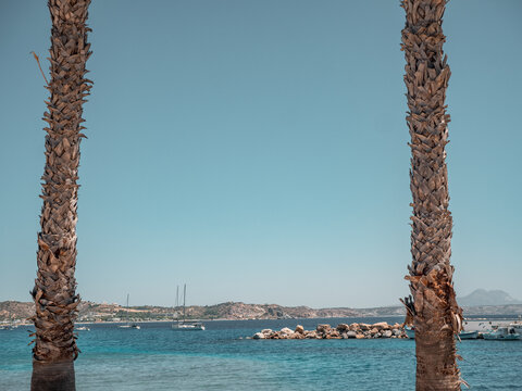 Two palm trees overlooking yachts on anchor