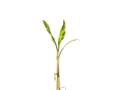 Young banana tree sapling isolated on white background