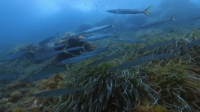 School of barracuda fish in blue sea waters