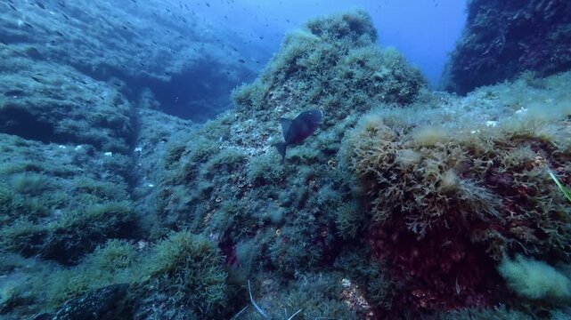 Mediterranean Sea life - Trigger fish swimming in blue sea water