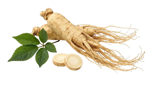 Fresh ginseng roots with green leaves and slices isolated on transparent background