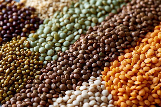 Grains and legumes in rows