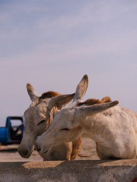 donkey in the desert