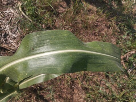 Close up shot of a green maize leaf featuring a smooth surface structure and prominent midrib.
