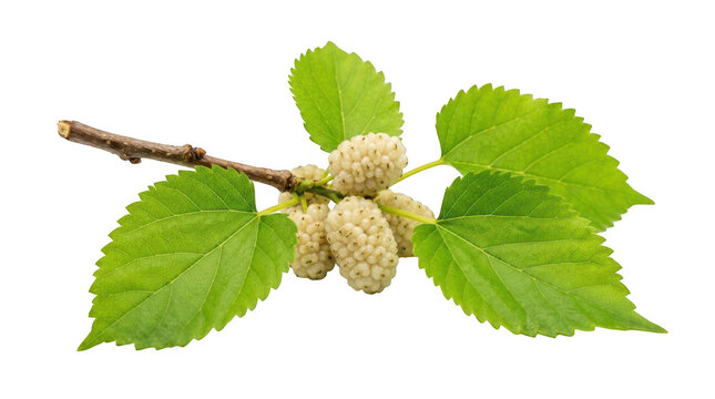 Fresh white mulberries on a branch with green leaves isolated on transparent background