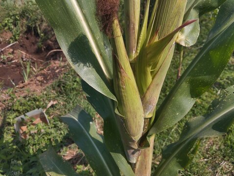 Close-up of a developing corn ear with green husk and brown silk growing on the plant in natural daylight.