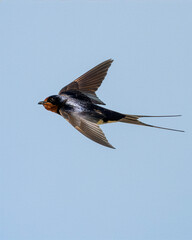 Fototapeta premium Adult barn swallow in flight against a blue sky