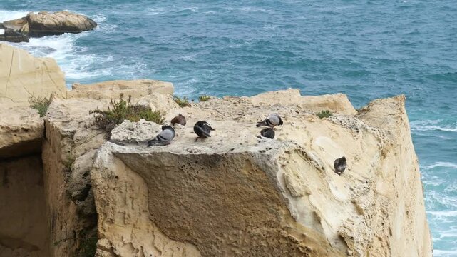 rock doves rest along a limestone cliff ledge seabirds perched above crashing surf valletta coastal wildlife malta coastline mediterranean sea sea spray foaming surf tidal surge wave action