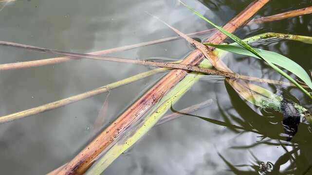 Two dragonflies mating in tandem position on reed stem over pond water