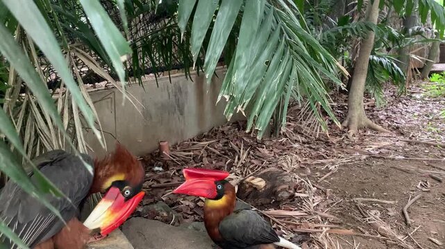Two Rufous Hornbills relaxing in the bird sanctuary