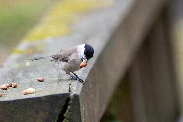 Marsh tit holding a whole peanut kernel © fluffandshutter
