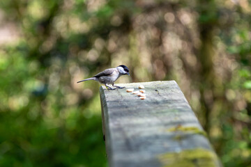 Marsh tit looking down at peanuts on a rail © fluffandshutter