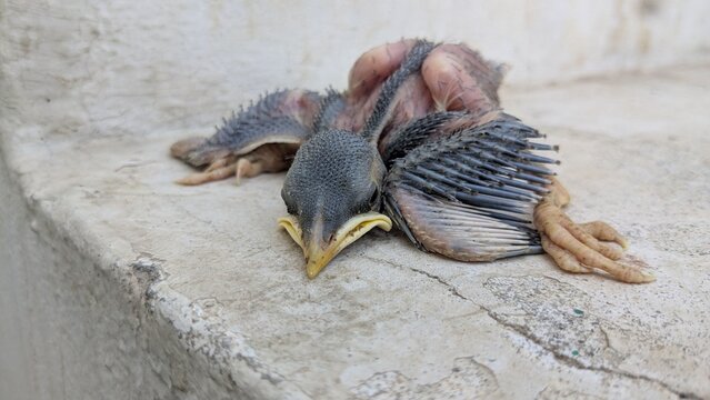 Baby Bird Chick