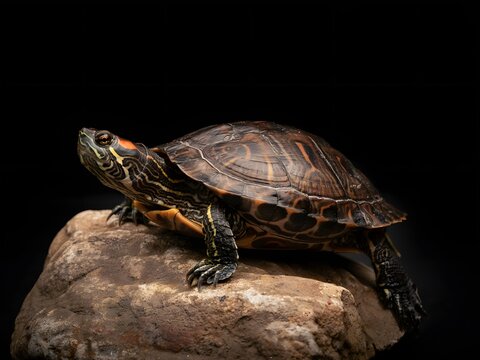 Close-up of a detailed red-eared slider turtle resting on a textured rock in dark lighting