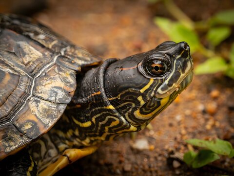 Close-up portrait of wild eastern box turtle with detailed shell pattern on forest floor