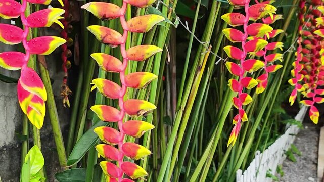 Multiple Heliconia rostrata flowers cascading in a row.
